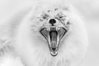 Arctic Fox