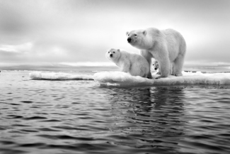 Polar Bear Family in a Melting World