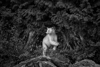 Spirit of the Forest