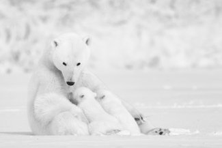 Motherhood