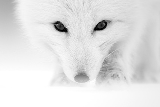 Arctic Fox