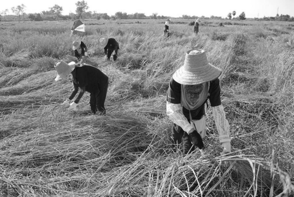 Rice Harvest