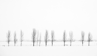Line of Trees