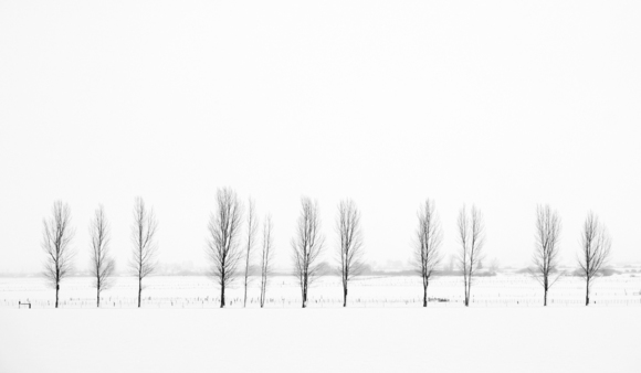 Line of Trees