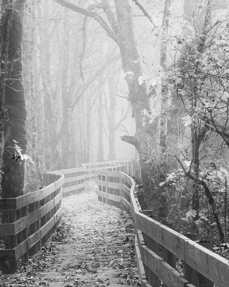 Woodland Boardwalk