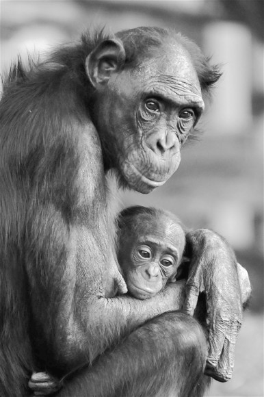 Bonobo mother and infant