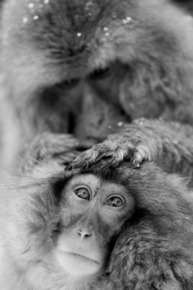 Grooming