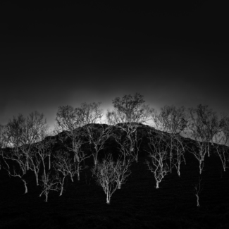 The Hairs of Mountain