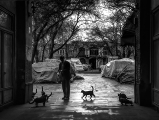  Cat Feeder in Iran