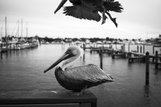 Pelicans