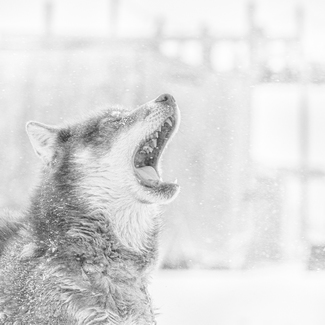 Howling At The Wind