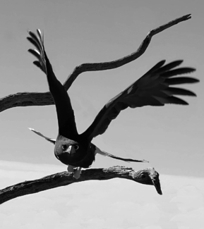 Harris's Hawk