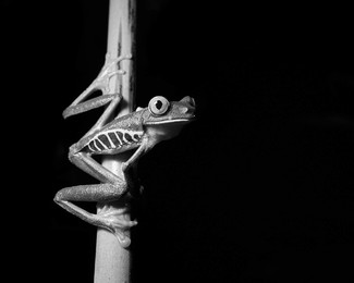 Red-eyed tree frog
