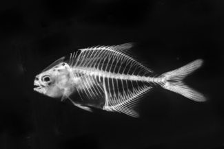 Skeleton Fish