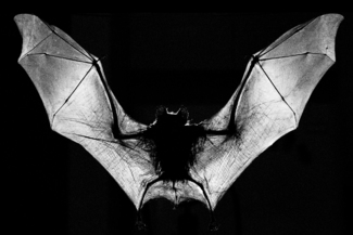 The Bat