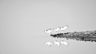 Following
