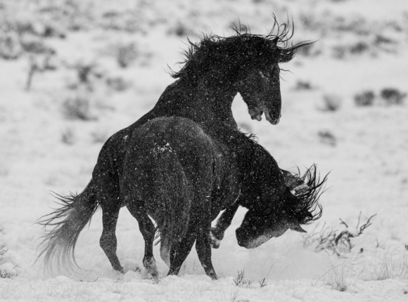 Snow Fight