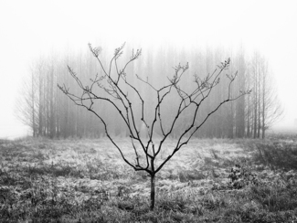 solitary tree