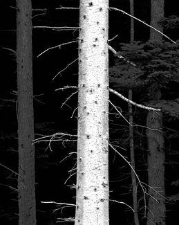 Trees Near Gingolx