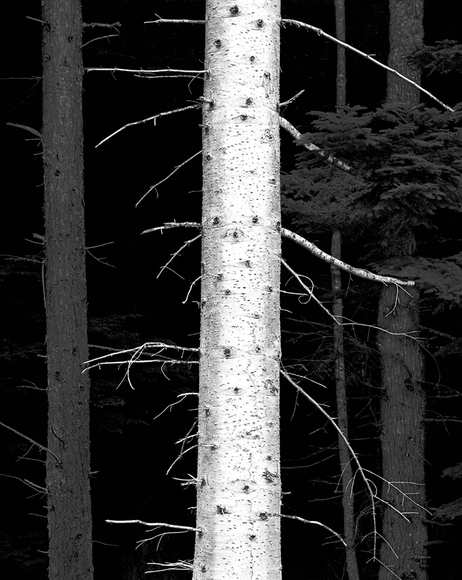 Trees Near Gingolx