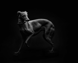The Greyhound