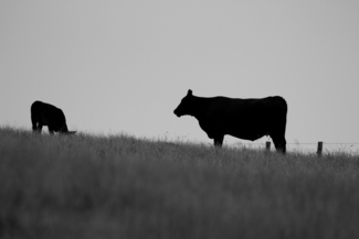 Cows