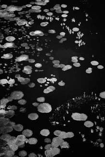 Aquatic Algae