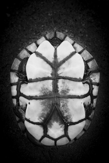 Underbelly