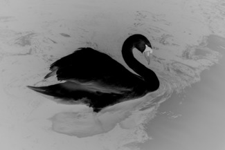 Black swan