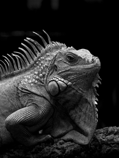 Green iguana Reptilia