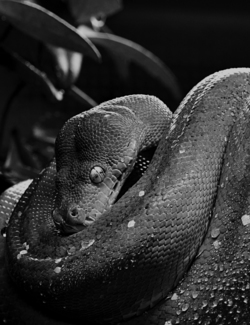 green tree python