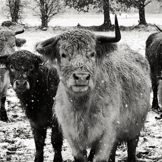 Highland cattle, meadow