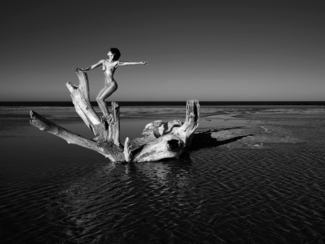 Beach Tree 01