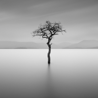 Survivor