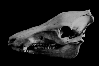 Bone