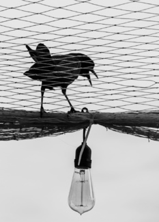 Crow Light