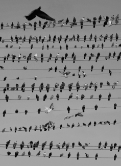 Pigeon Convention, Florida - 2000