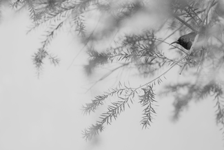 Curiosity (1)