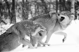Wolf Chase
