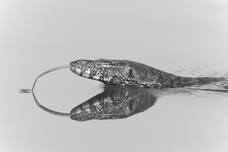 Water Monitor 