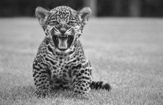 Ferocious