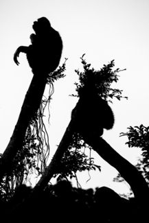 Alone (1)