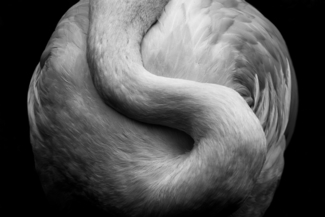 Taijitu