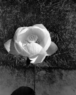 Lotus