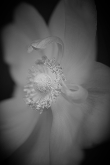 Poppy