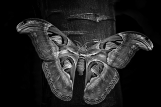 Attacus Atlas