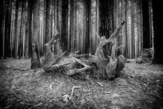 The Fallen