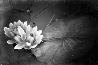 Turned Leaf
