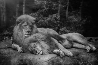 Two Lions