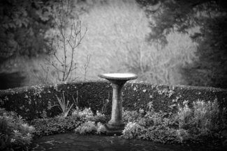 The Bird Bath